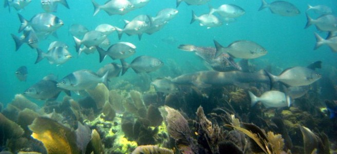 Key West PADI Open Water Certification Image 3