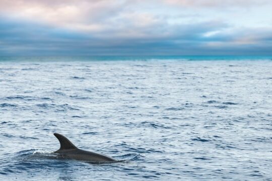 Key West Dolphin Watch & Snorkel